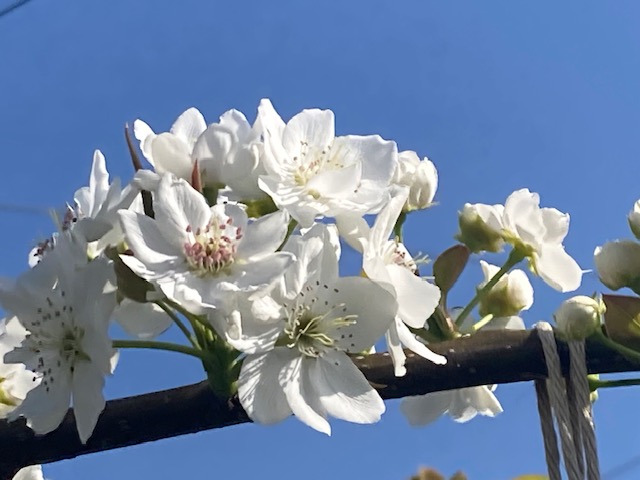 春に咲く梨の花